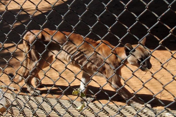 Por que estar a favor de los animales en cautiverio 3 Zoológicos como refugio para especies en peligro