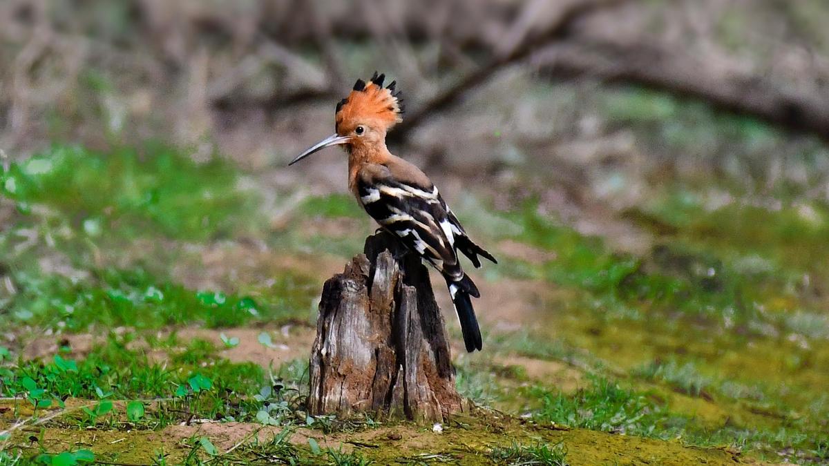 Qué otro nombre tiene la abubilla 2 Abubilla en su hábitat natural
