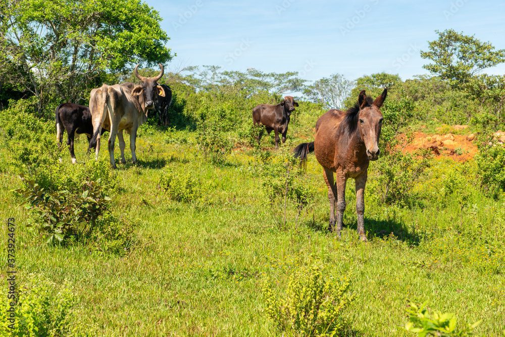 Ganado pastando en un campo verde