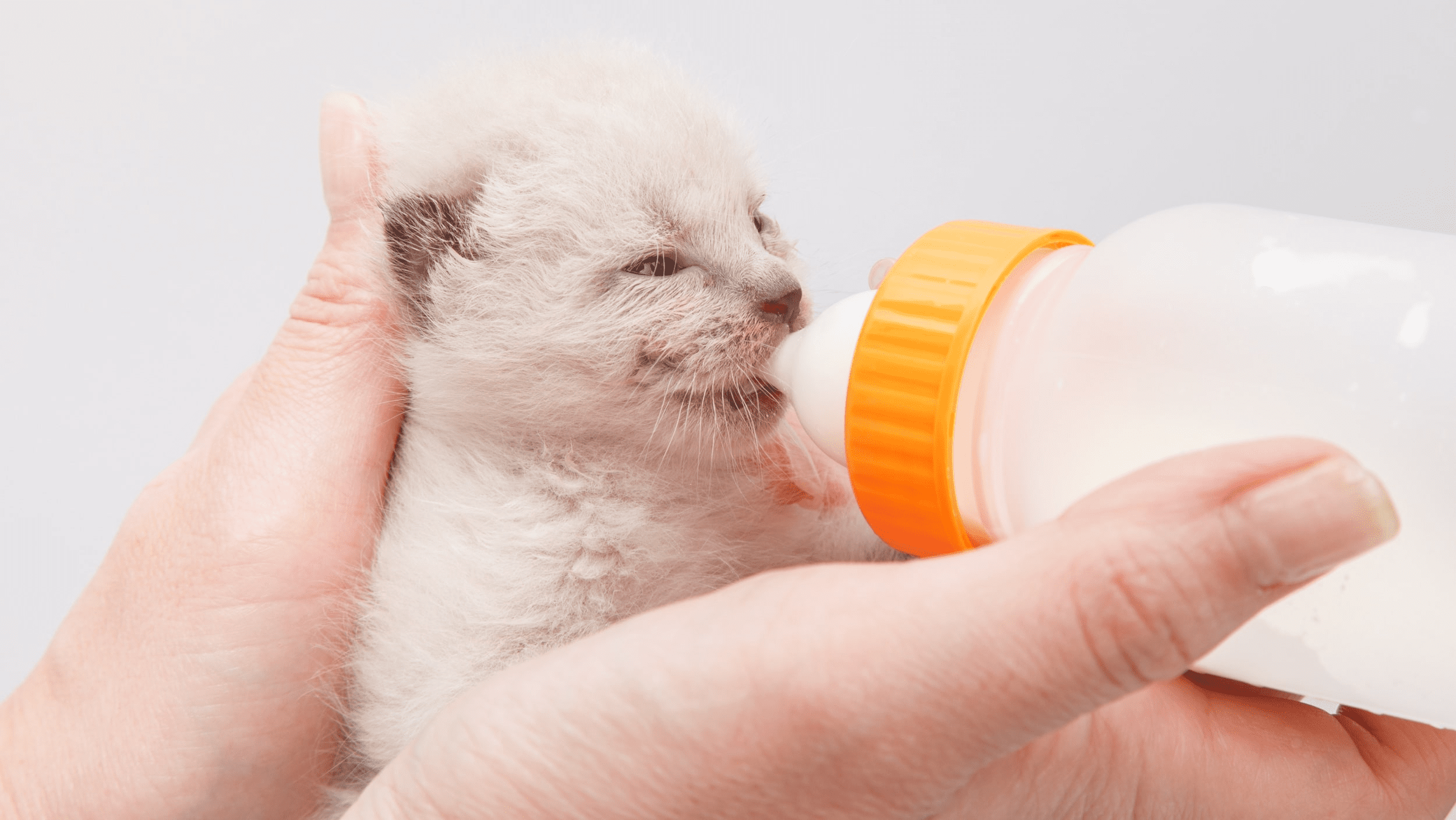 Gatito bebiendo leche maternizada de biberón