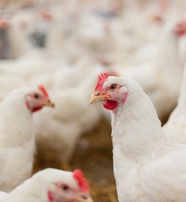 Aves de corral siendo vacunadas contra gripe