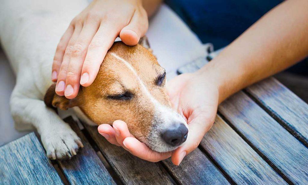 Cómo quitar espasmos estomacales en perros 1 10 signos de dolor en perros 22272 orig