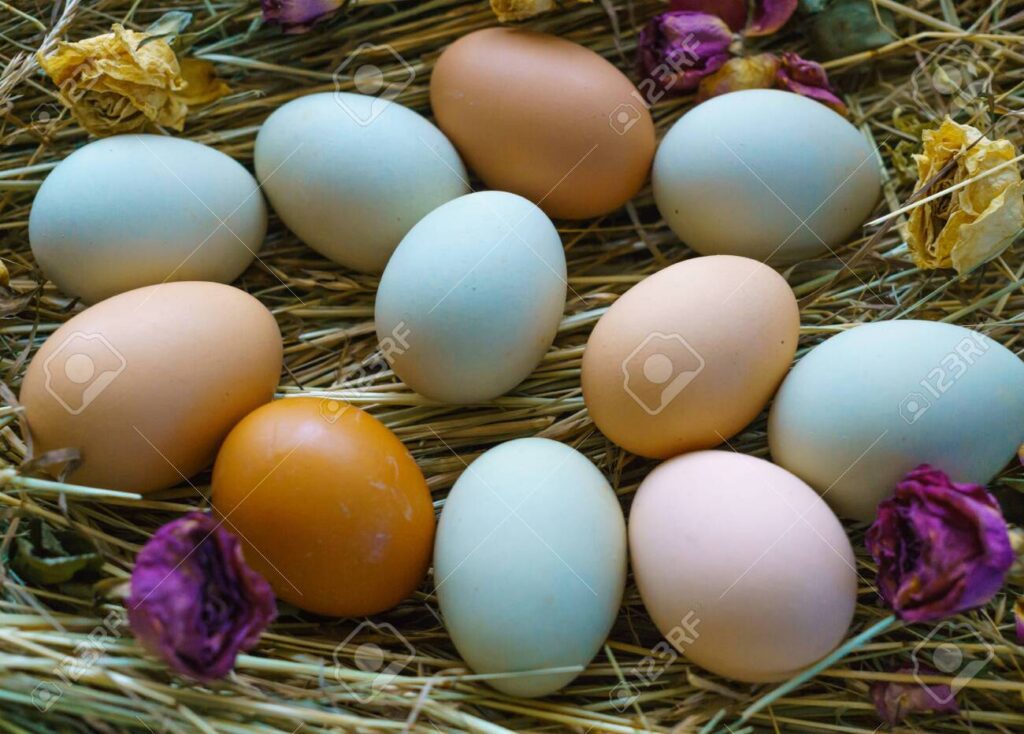 Cuánto tiempo puede estar un huevo de gallina sin incubar 1 119627649 huevos de gallina de pueblo frescos y naturales con una cascara multicolor sobre un lecho de heno