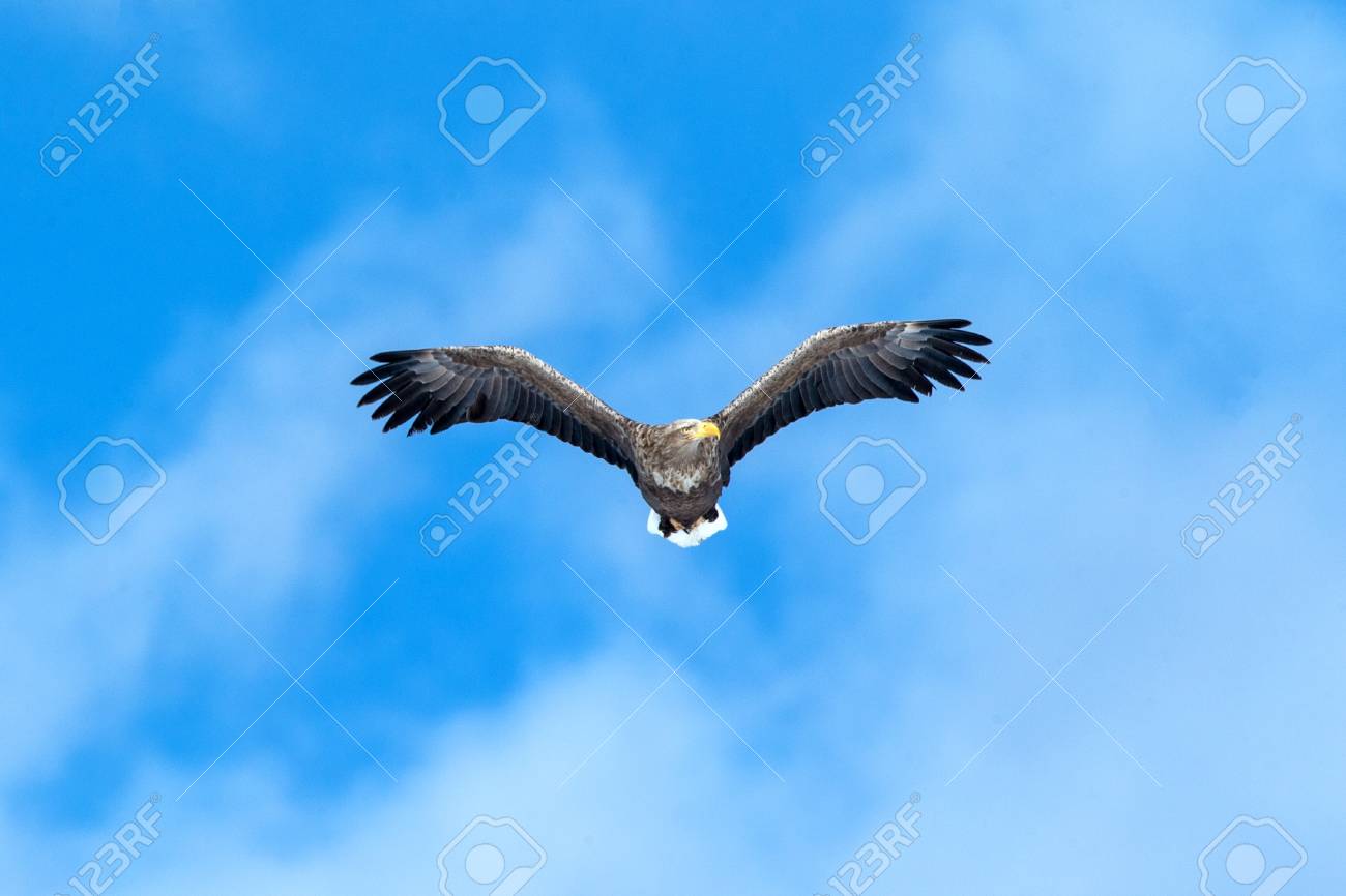 Águila Blanca: Símbolo y Significado en Diversas Culturas 2 Águila blanca majestuosa en vuelo