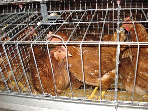 Cuánto espacio necesita una gallina ponedora en jaula 1 13 4 24 jaulas convencionales