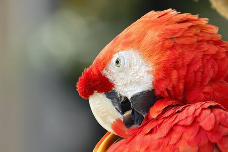 Cuánto tiempo puede vivir una guacamaya roja 3 Guacamaya roja feliz en cautiverio