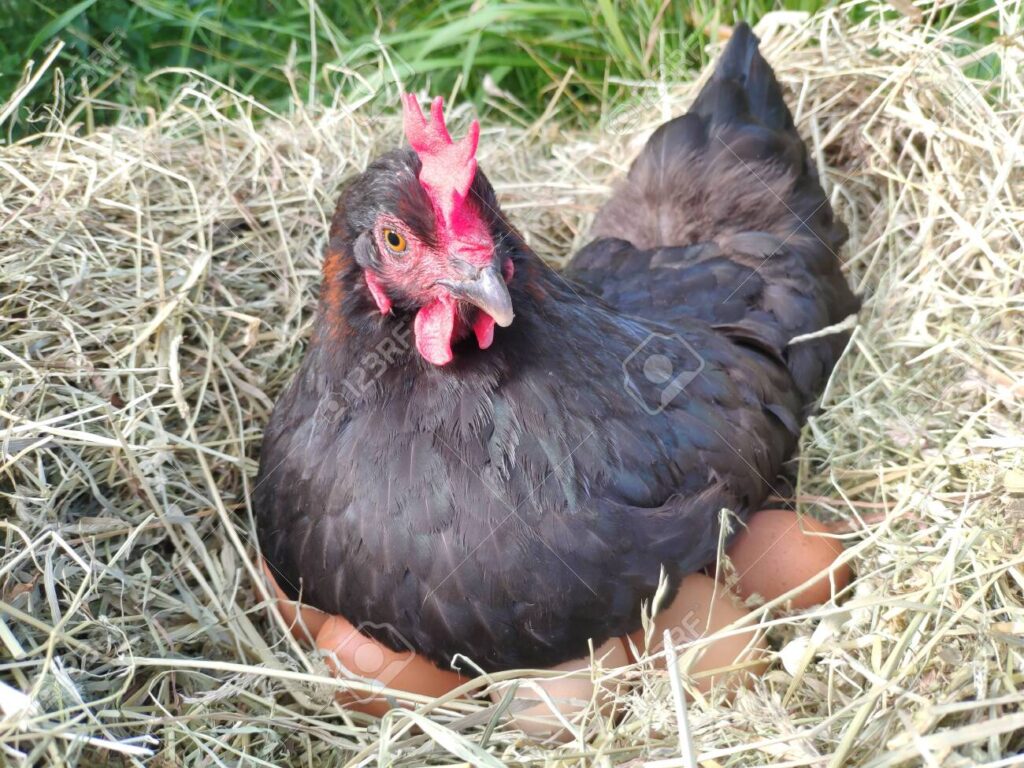 Cuánto tiempo tarda una gallina en incubar los huevos 1 156462885 la gallina esta incubando el huevo en un nido pollo negro sobre un nido de hierba seca