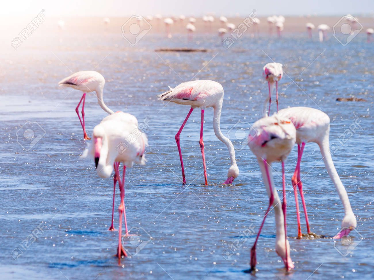Flamencos alimentándose en aguas poco profundas