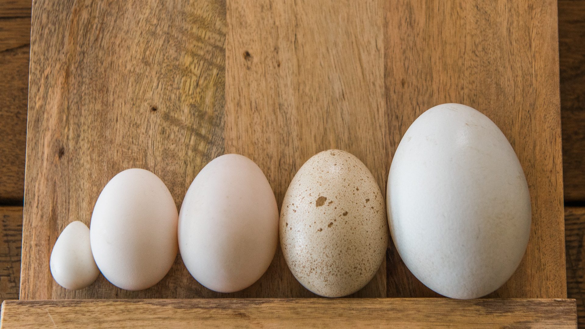 Huevos de diferentes tamaños en comparación