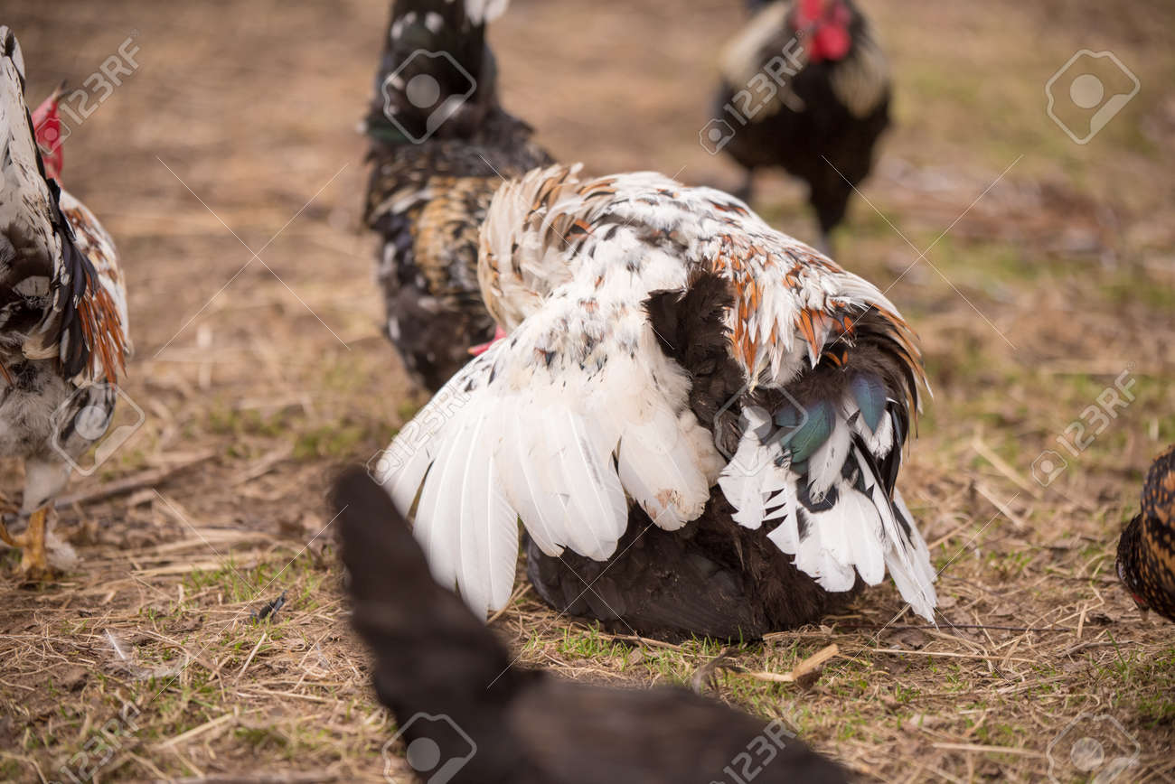 Cuántas veces debe pisar el gallo ala gallina para poner huevos 2 Gallo y gallina apareándose en el campo