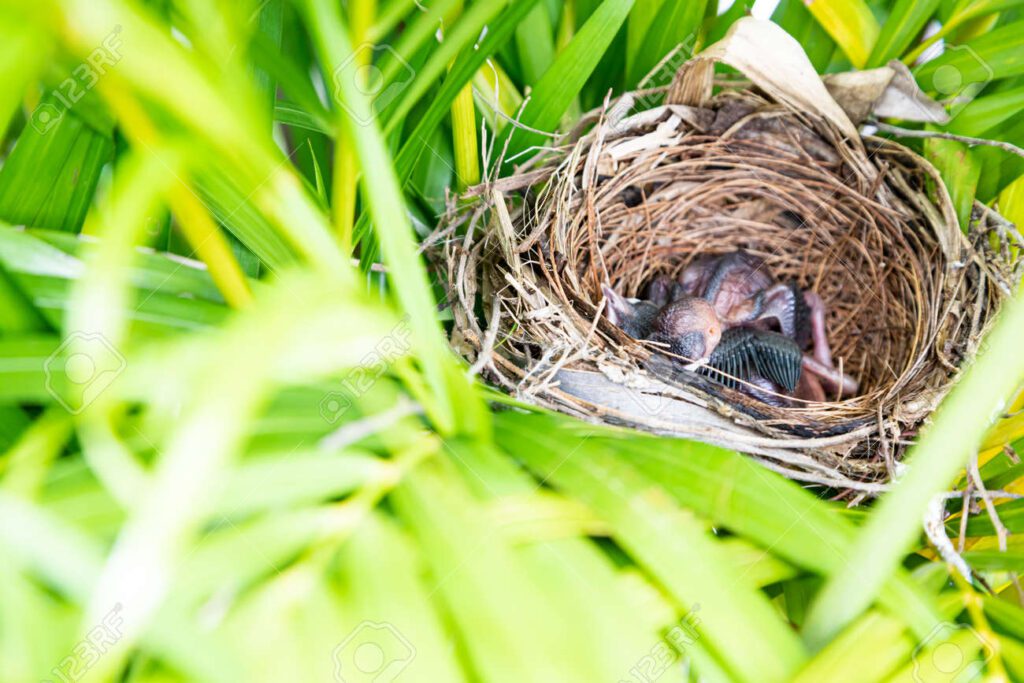 Cómo incuban sus huevos las aves: Proceso y técnicas
