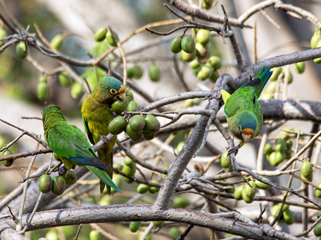 Cuánto tiempo viven los pericos frente naranja 1 1800 2