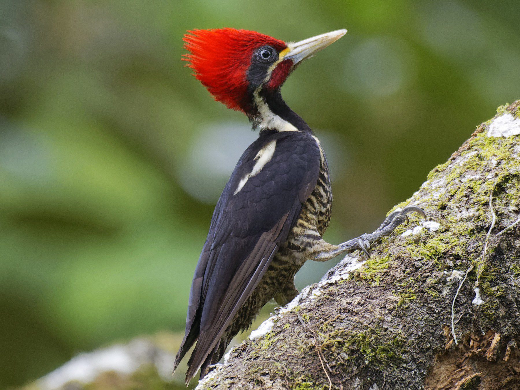 Pájaro carpintero en diferentes hábitats naturales