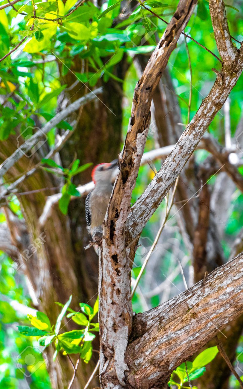 Pájaro Carpintero: Características y Apariencia 4 Pájaro carpintero martilleando un tronco