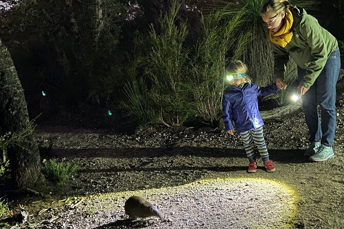 Dónde ver animales nocturnos en México 2 Excursión nocturna para avistamiento de fauna silvestre
