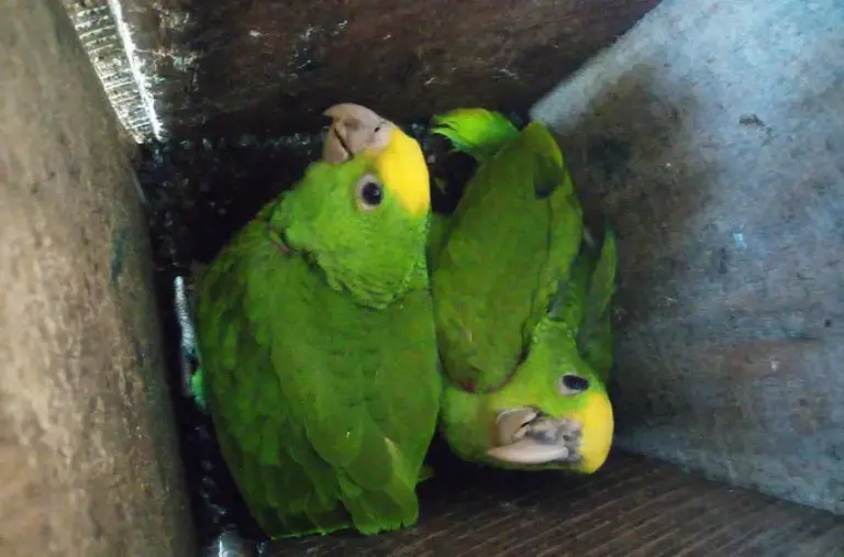 Loro cabeza amarilla en su nido