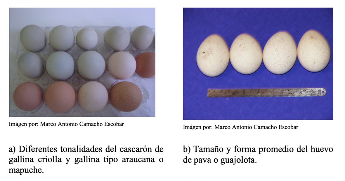 Cuánto tiempo puede estar un huevo de gallina sin incubar 2 Huevo de gallina fresco y no incubado