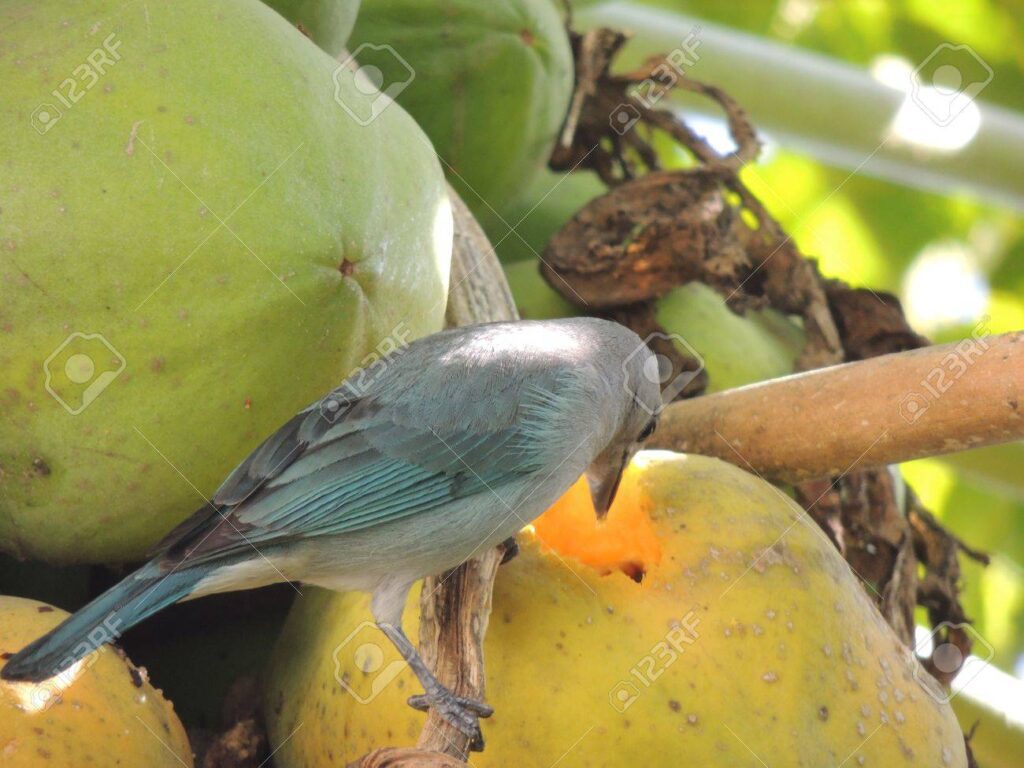 Thraupis episcopus: Qué comen estos pájaros 1 21234527 pajaro se ve dentro de una fruta para comer