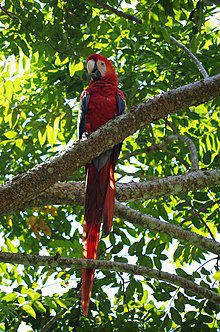 Guacamayas rojas en su hábitat natural