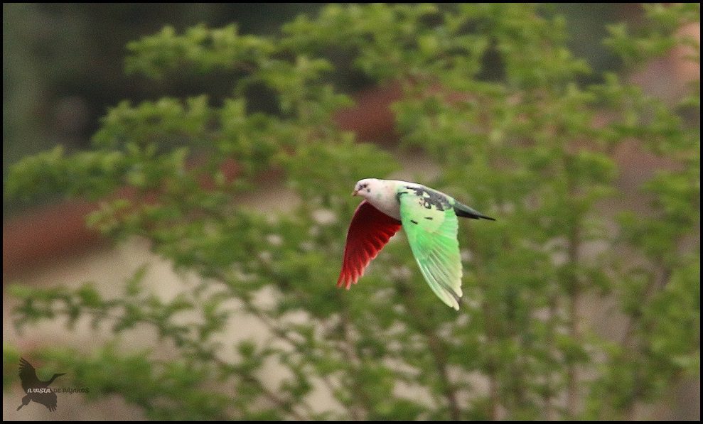 Cuánto puede costar una paloma mensajera 4 Palomas de diferentes colores en vuelo