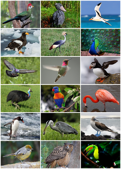 Aves de diferentes tamaños y colores