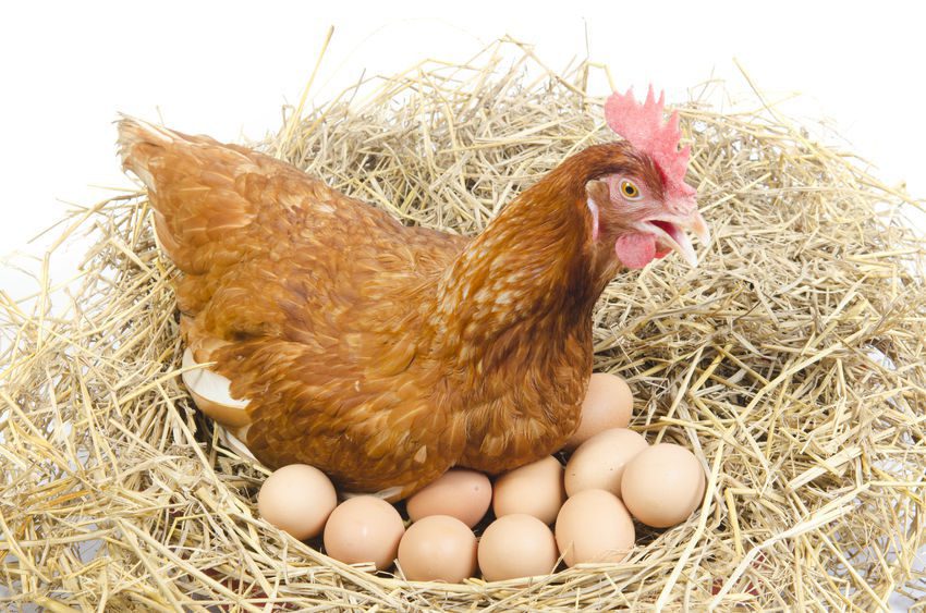 Gallina poniendo huevos en un nido