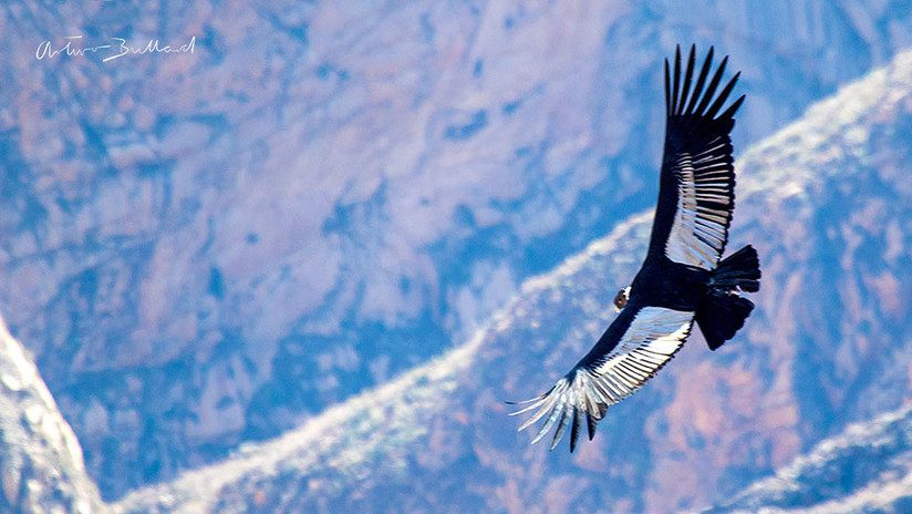 Cuánto peso puede levantar el cóndor 1 263151condor 10 valle del colca arequipa arturo bullard copiajpg
