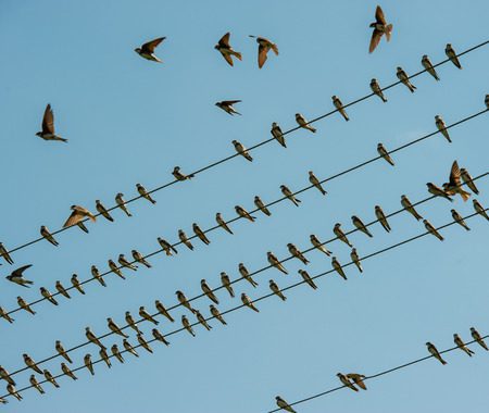 Cuándo migran Las golondrinas en México 2 Golondrinas migrando sobre un cielo despejado