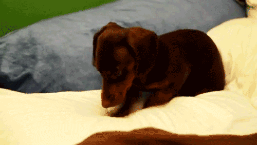 Perro rascando la cama antes de dormir