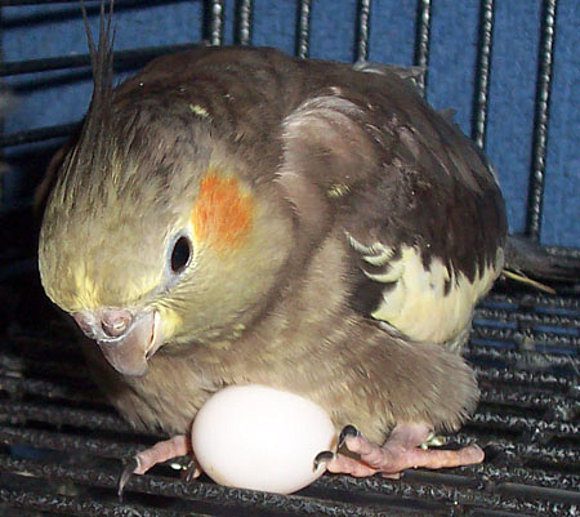 Cuántos huevos pone una ninfa primeriza 1 3