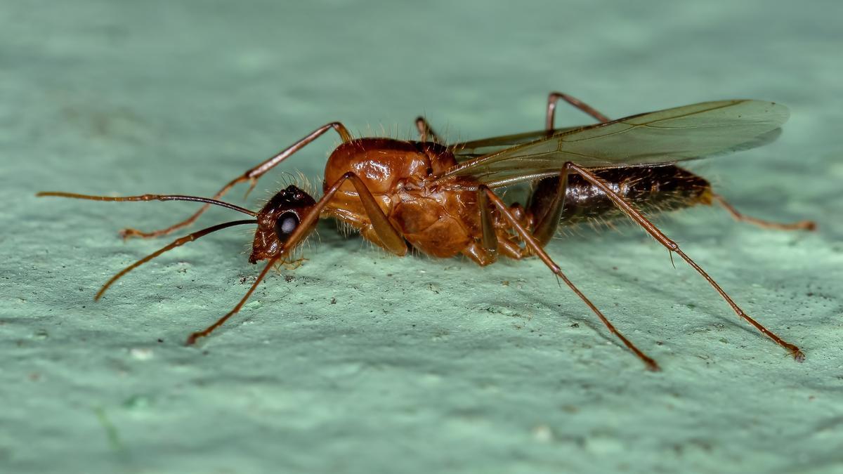 Hormiga alada entrando a una casa