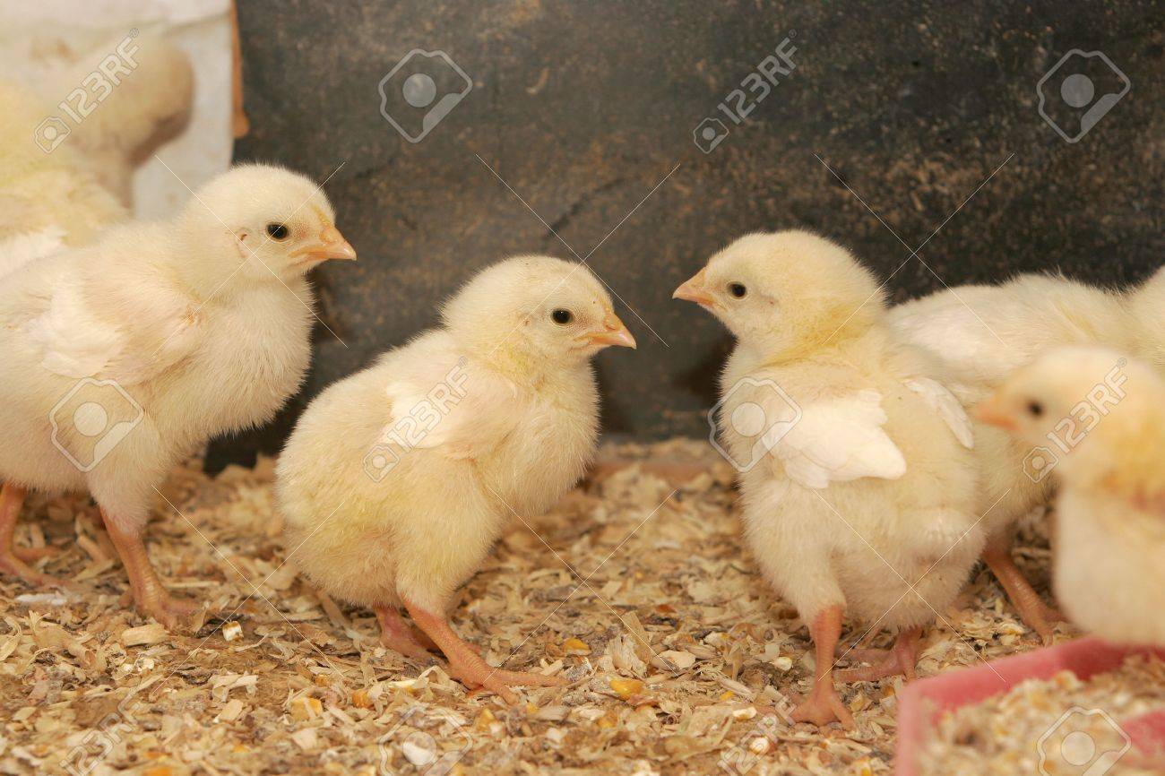 Pollos recién nacidos en una incubadora