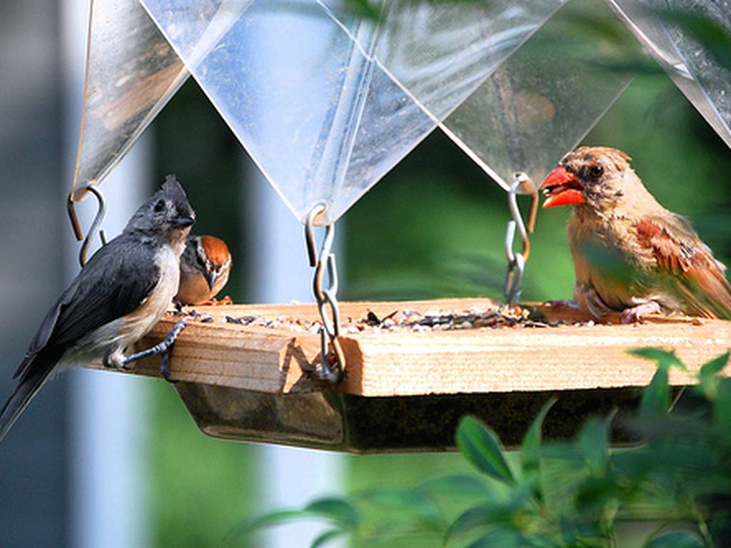 Qué materiales usaron para construir el comedero para aves 1 3151