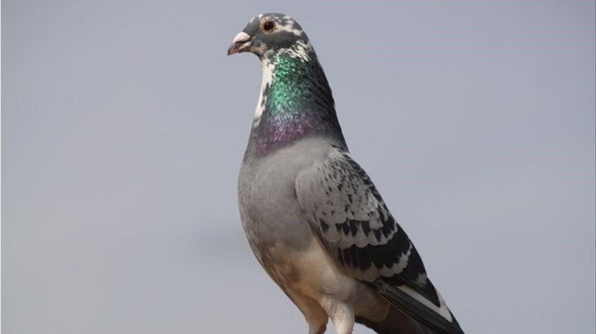 Cuánto puede costar una paloma mensajera 3 Palomas mensajeras en diferentes mercados internacionales