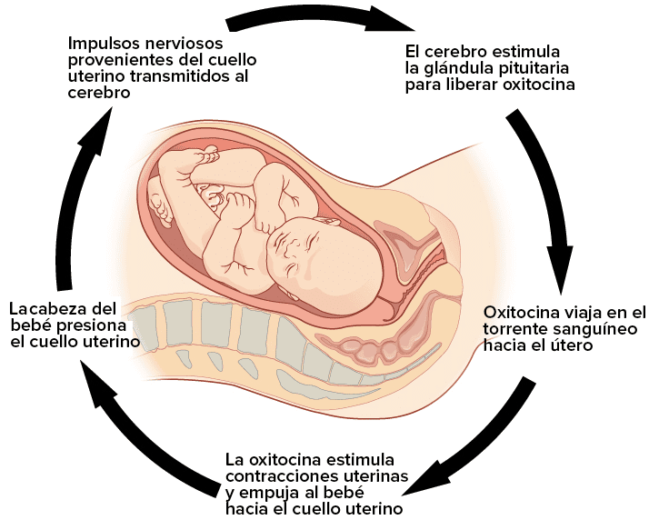 Retroalimentación positiva en la salud nerviosa animal