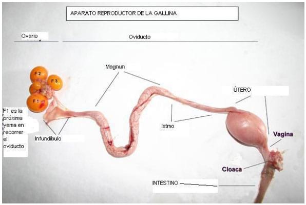 Cómo funciona el sistema reproductivo de las aves 2 Anatomía del sistema reproductivo en aves