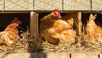 Cuántas gallinas necesito para vender huevos 1 431x243 09888 9959 tcm108 58609