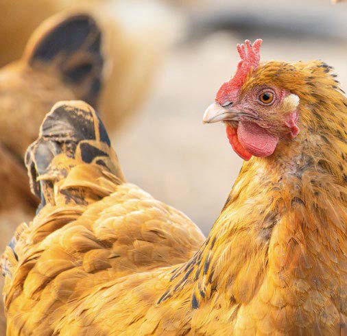 Cómo que le puedo dar a los pollos para que se le quite el canibalismo 1 45h
