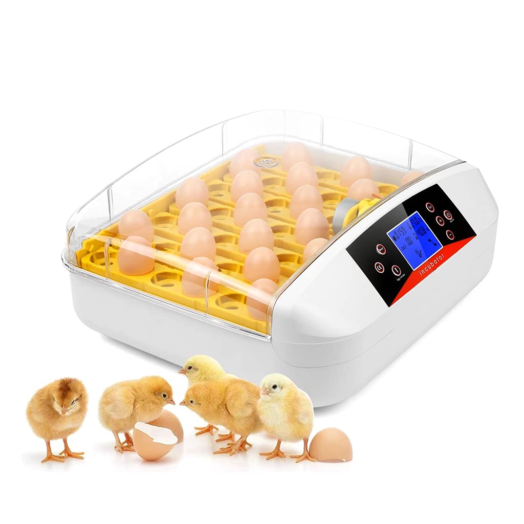 Huevos siendo colocados en la incubadora