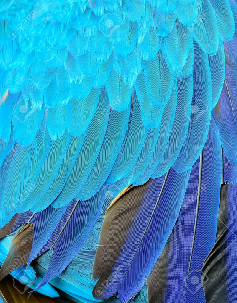 Qué ave pone los huevos de color azul 1 57328973 hermoso plumas de pajaro azul y oro loro guacamayo una textura azul exotica