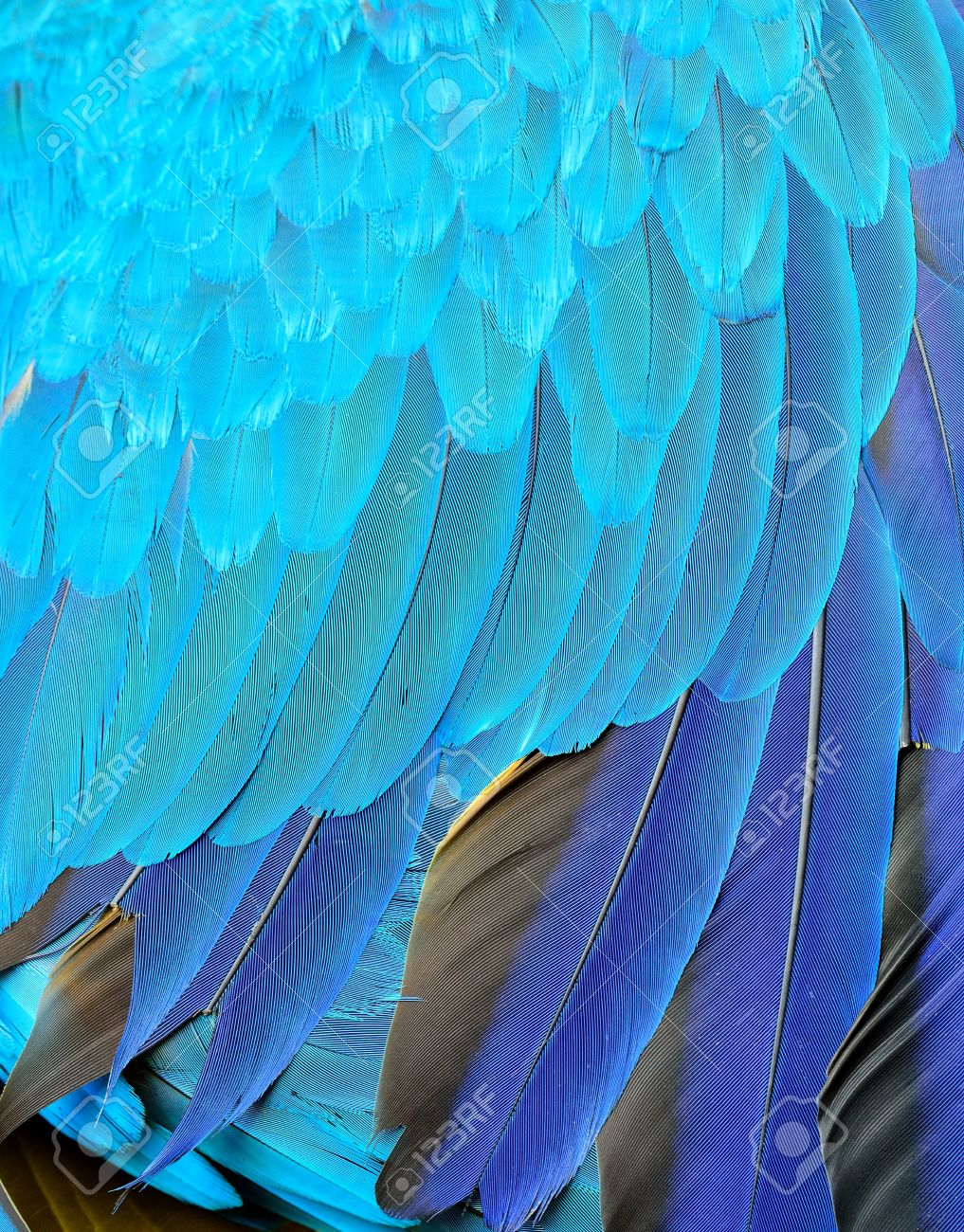 Qué ave pone los huevos de color azul 2 Plumaje azul de un ave exótica