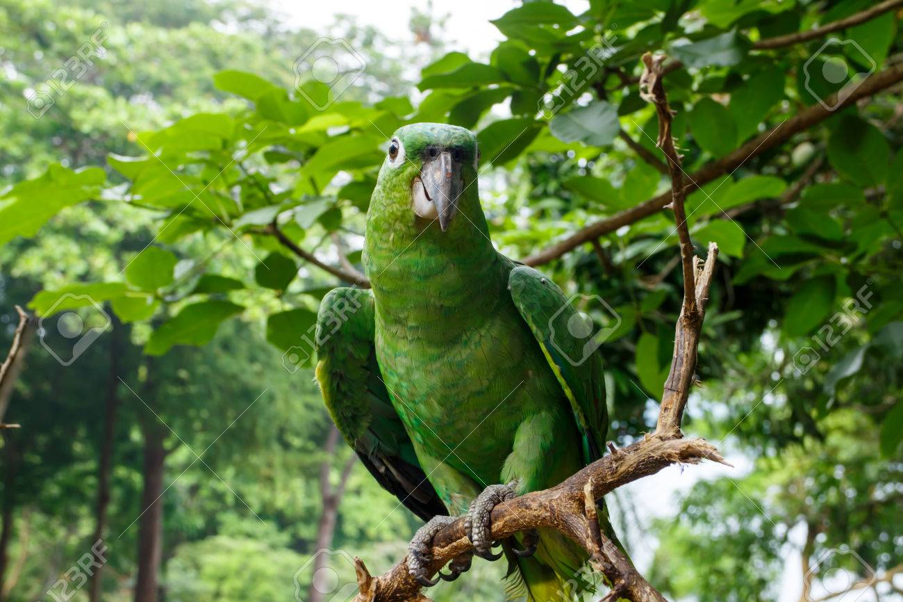 Loro verde en su hábitat natural