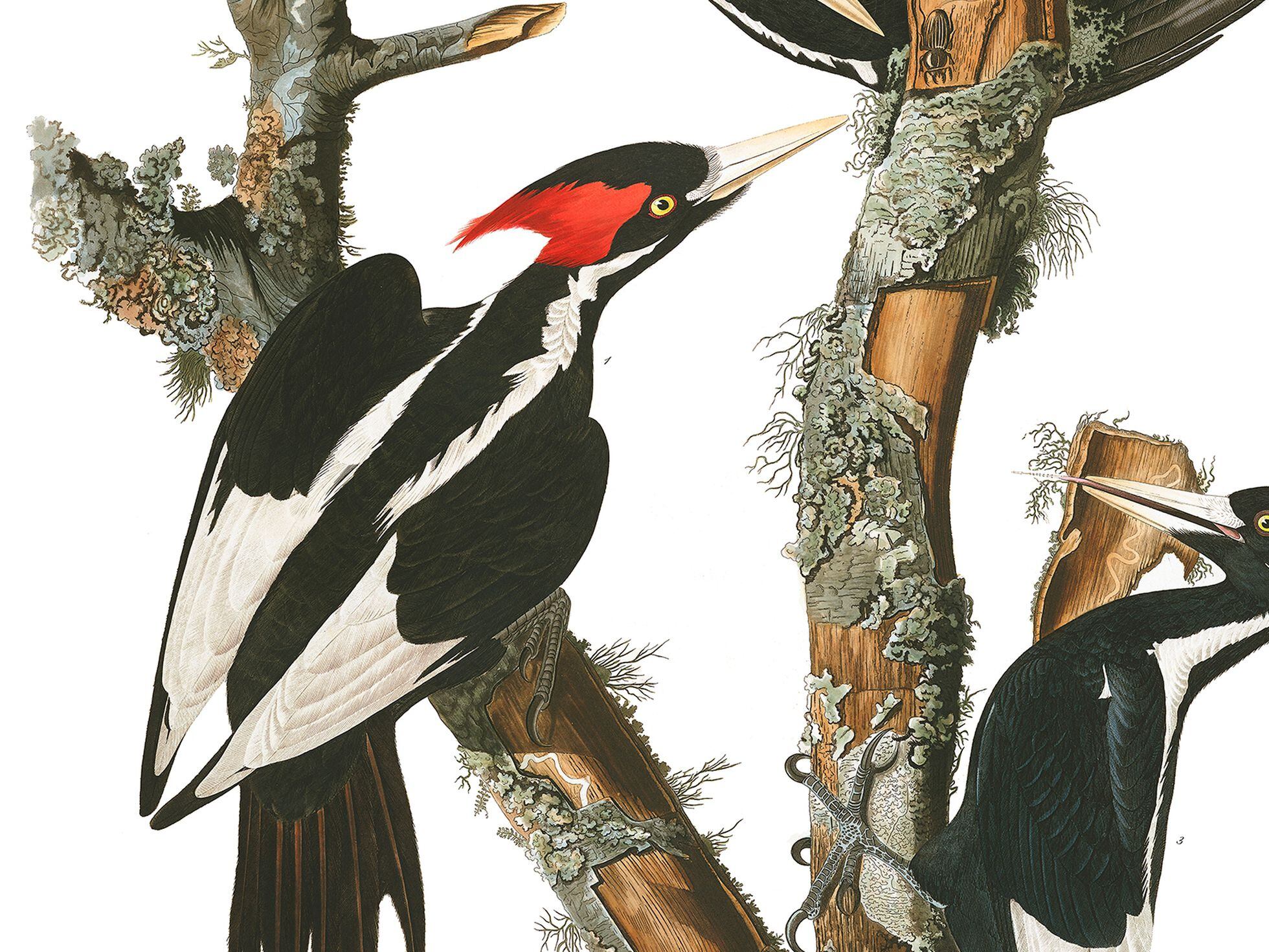 Pájaro carpintero pico de marfil en acción