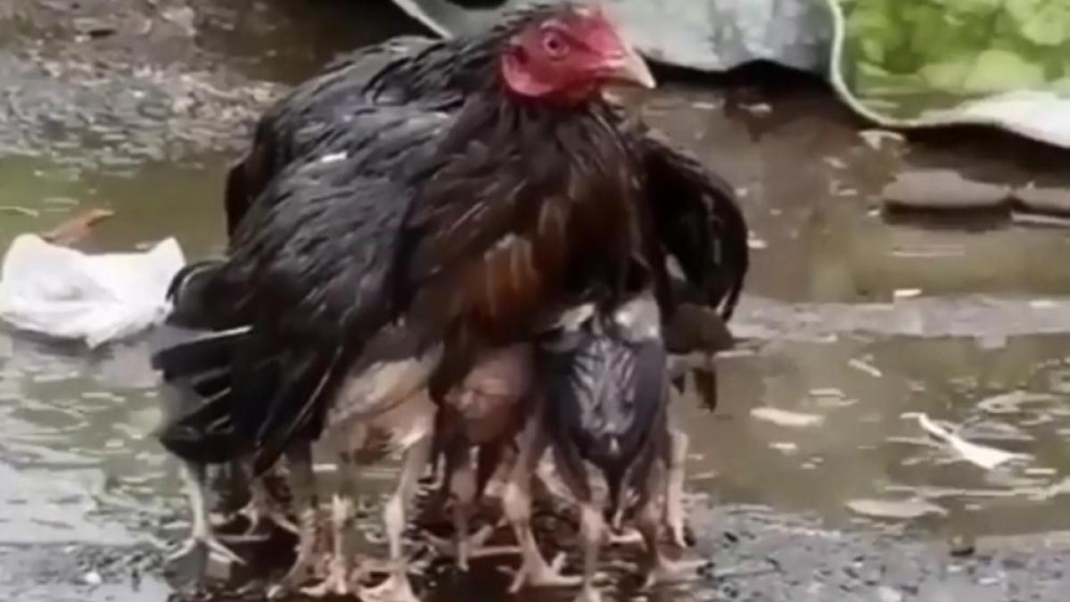 Gallina protegiendo a sus pollitos en el campo