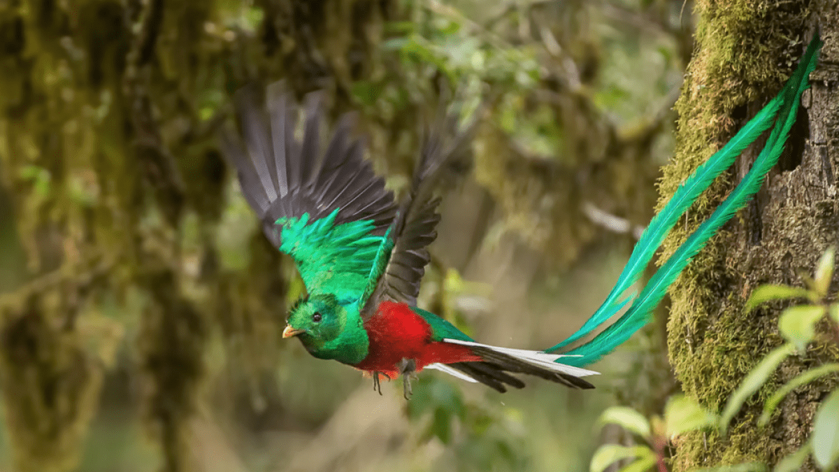 Quetzal, ave nacional de Guatemala en vuelo