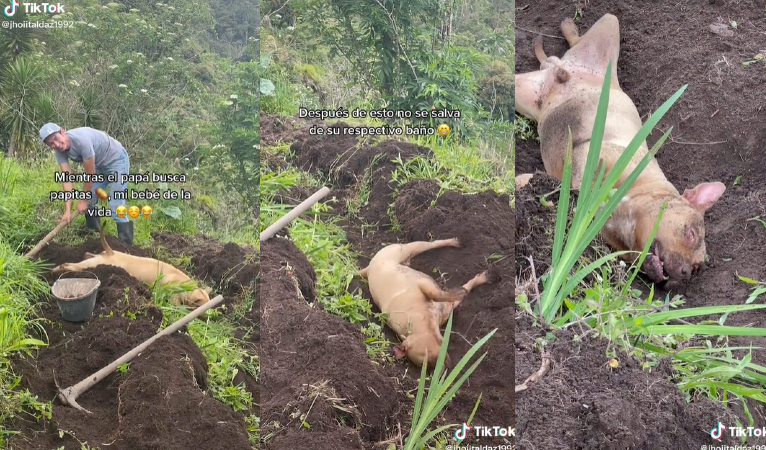 Por qué mi perro escarba y llora: Comportamiento Explicado 2 Perro escarbando en la tierra felizmente