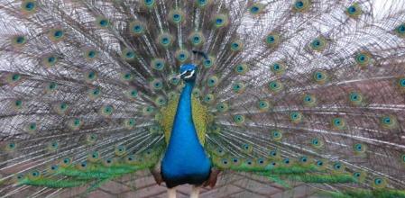 Cómo es la estrategia reproductiva del pavo real 2 Plumas de pavo real desplegadas en cortejo