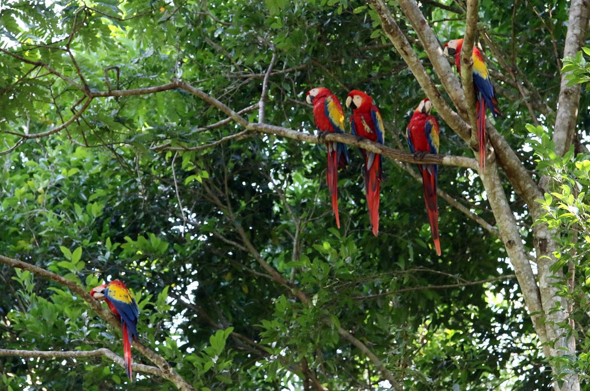 Cuánto tiempo puede vivir una guacamaya roja 2 Guacamaya roja en su hábitat natural