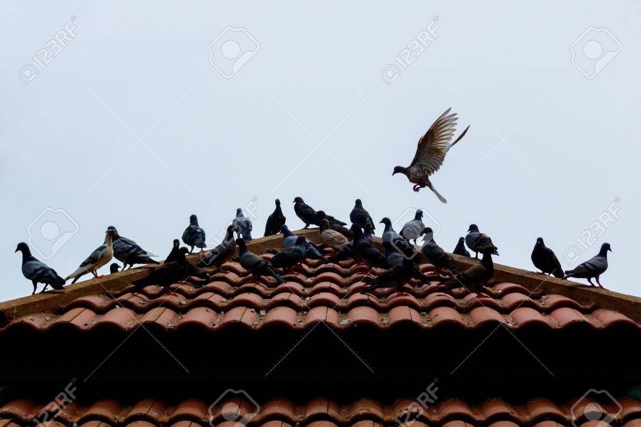 Qué significa que las palomas llegan a tu casa 2 Palomas anidadas en el tejado de una casa