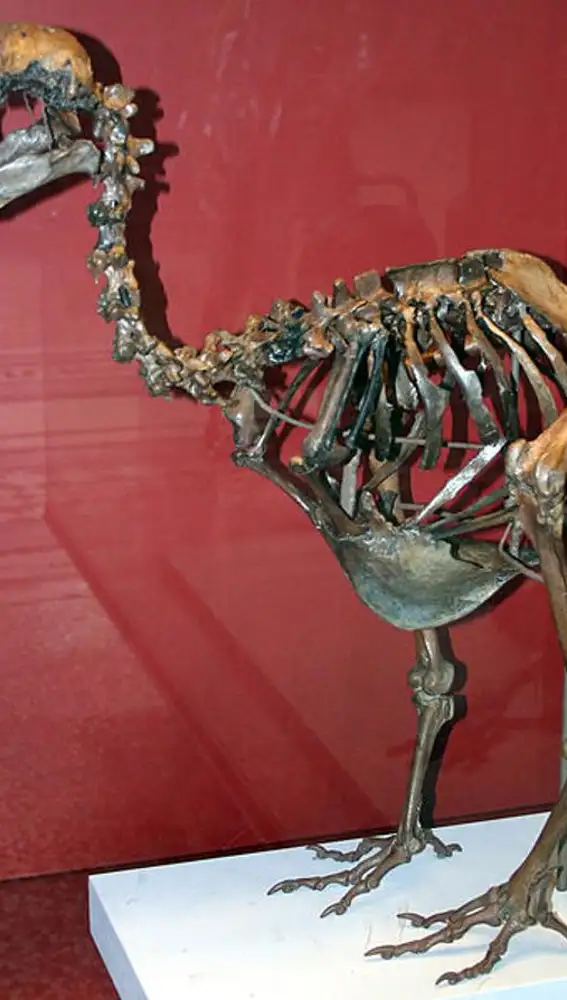 Fósil de un Dodo en museo natural